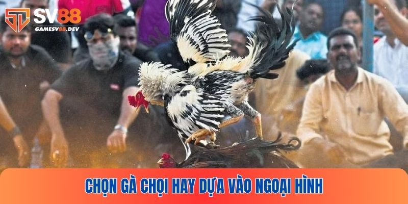 Cách chọn gà đá hay dựa vào đặc điểm bề ngoài