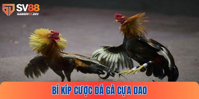 Một vài bí kíp cược đá gà cựa dao hiệu quả