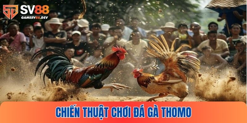 Áp dụng kinh nghiệm chơi đá gà thomo từ chuyên gia